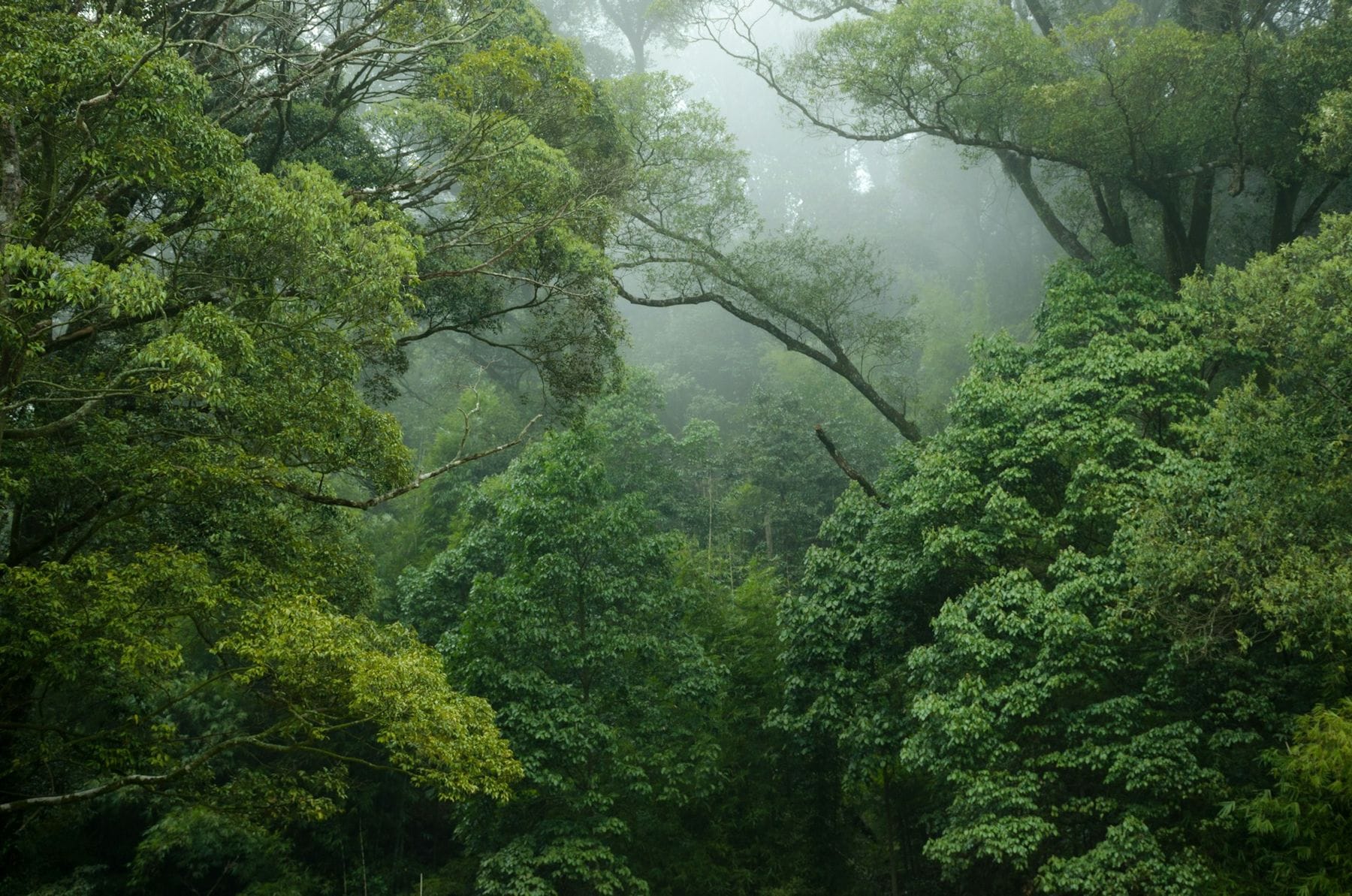 tree.fm – Tune Into Forests
