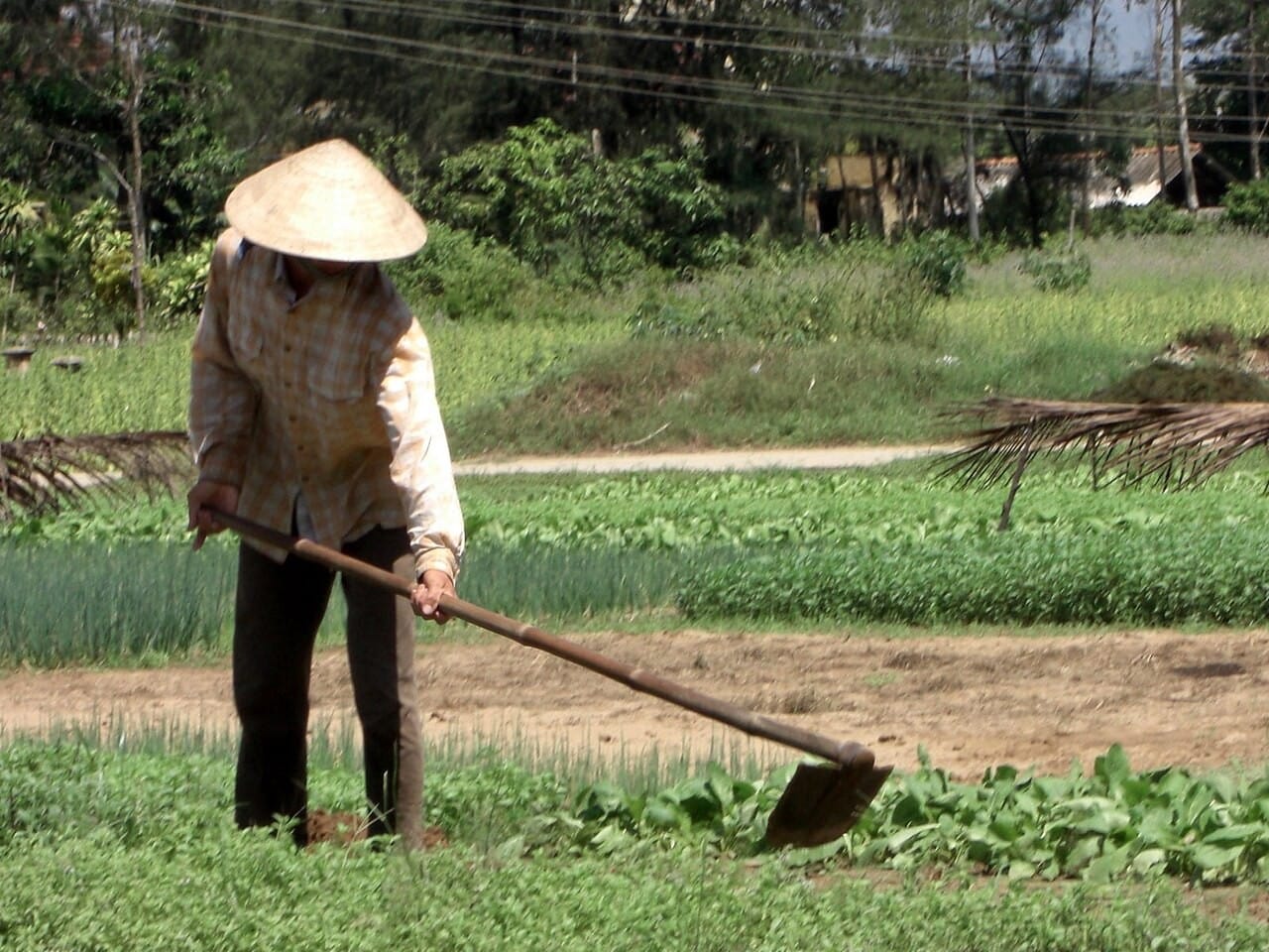 hoe
