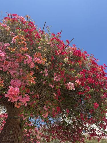 Getty Center Gardens