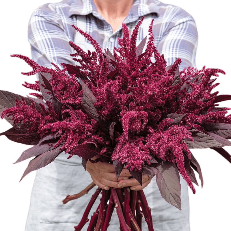 Velvet Curtains Amaranthus