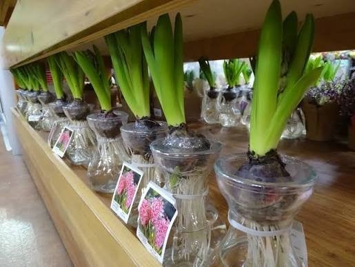 Trader Joe's Hyacinths