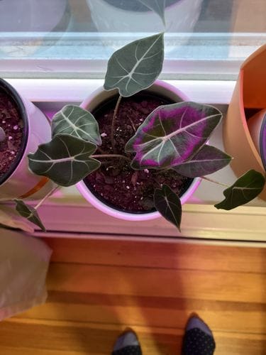 All my alocasias