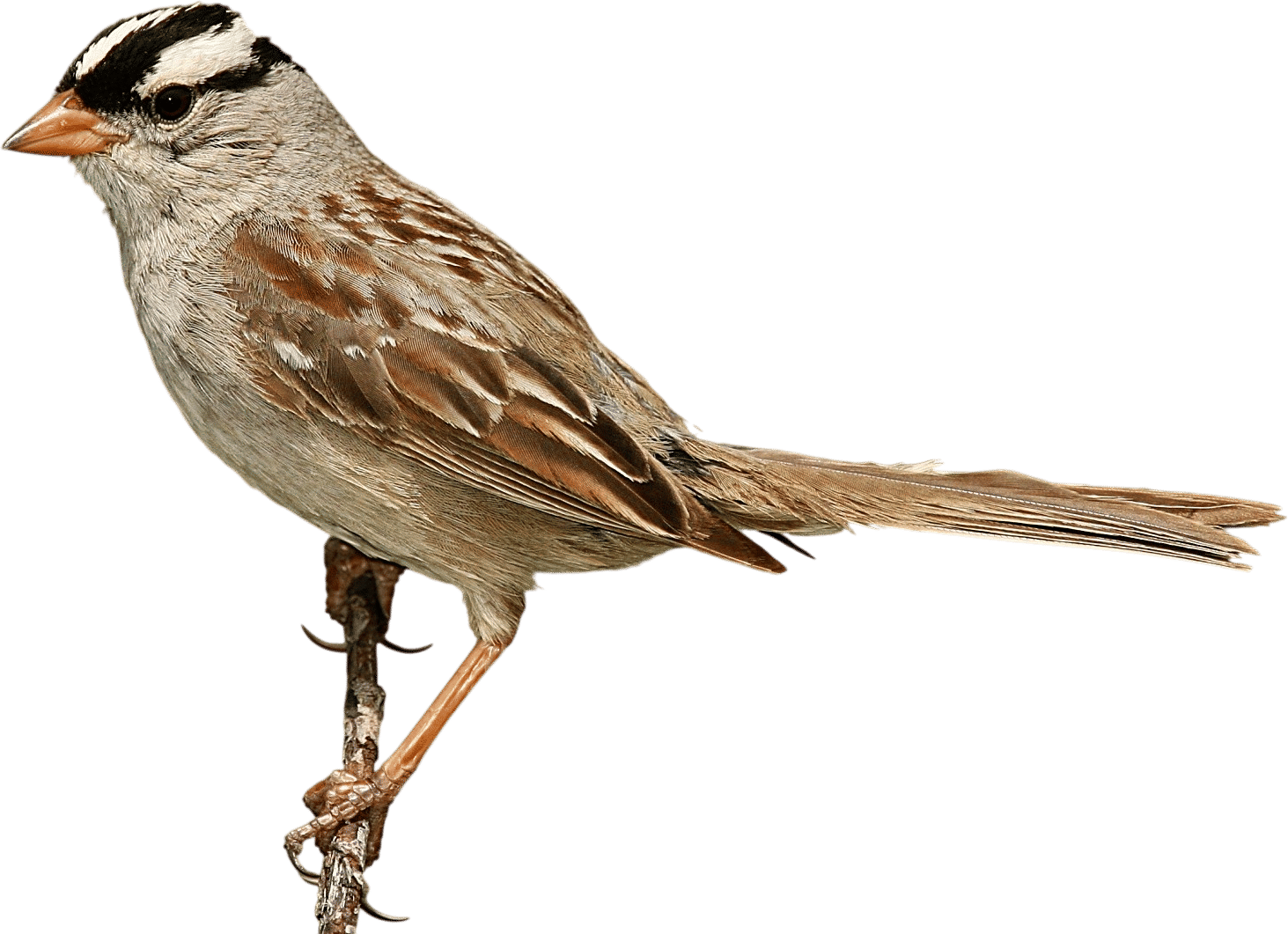 White-crowned Sparrow