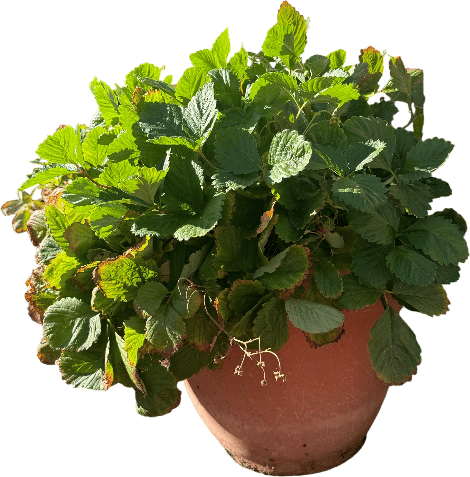 Strawberries in movable pots