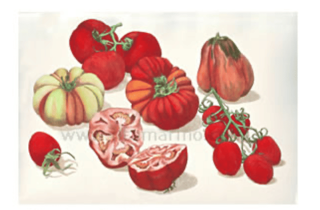 Botanical etchings from Il Tamarino