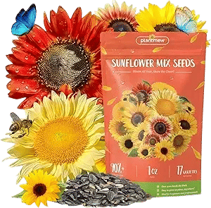 Giant Mammoth Sunflower Seeds