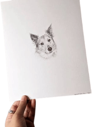 Graphite Pet Portraits