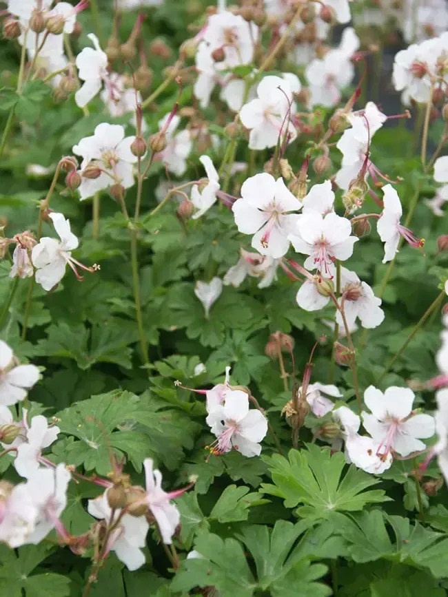 Cranesbill, Perennial Geranium
