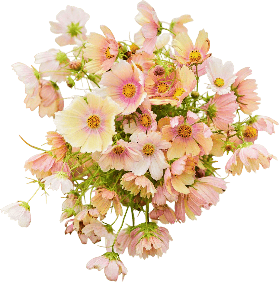 Apricot Lemonade Cosmos