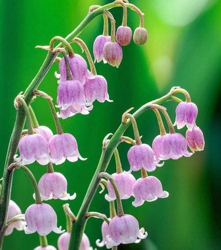 Lilly of the Valley