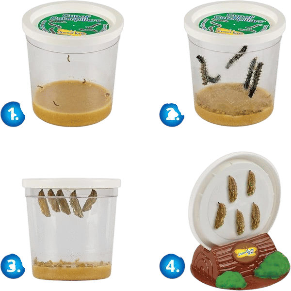 Insect Lore Cup Of Caterpillars