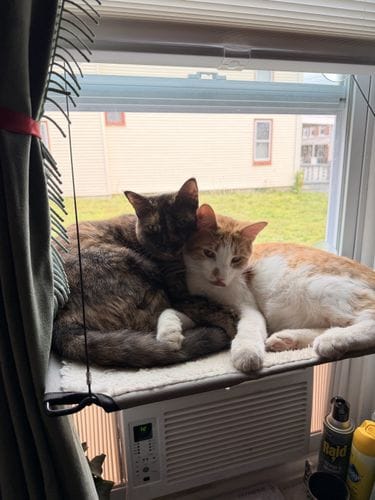 getting a pair of bonded cats