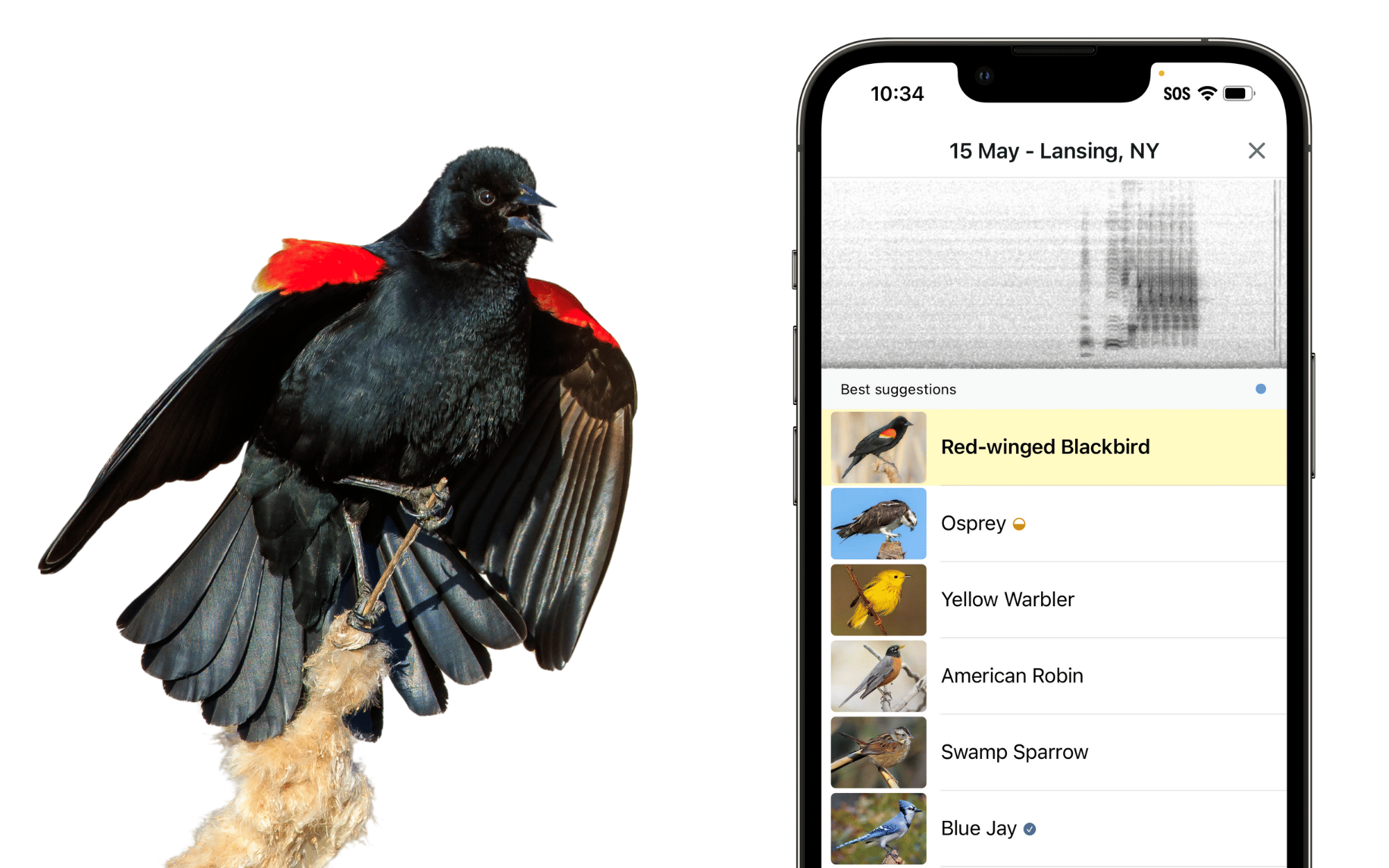 Merlin Bird ID