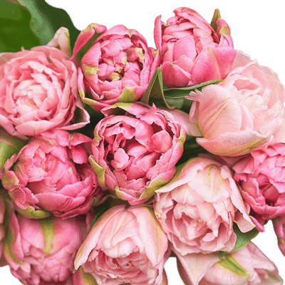 Peony Tulips Bouquet