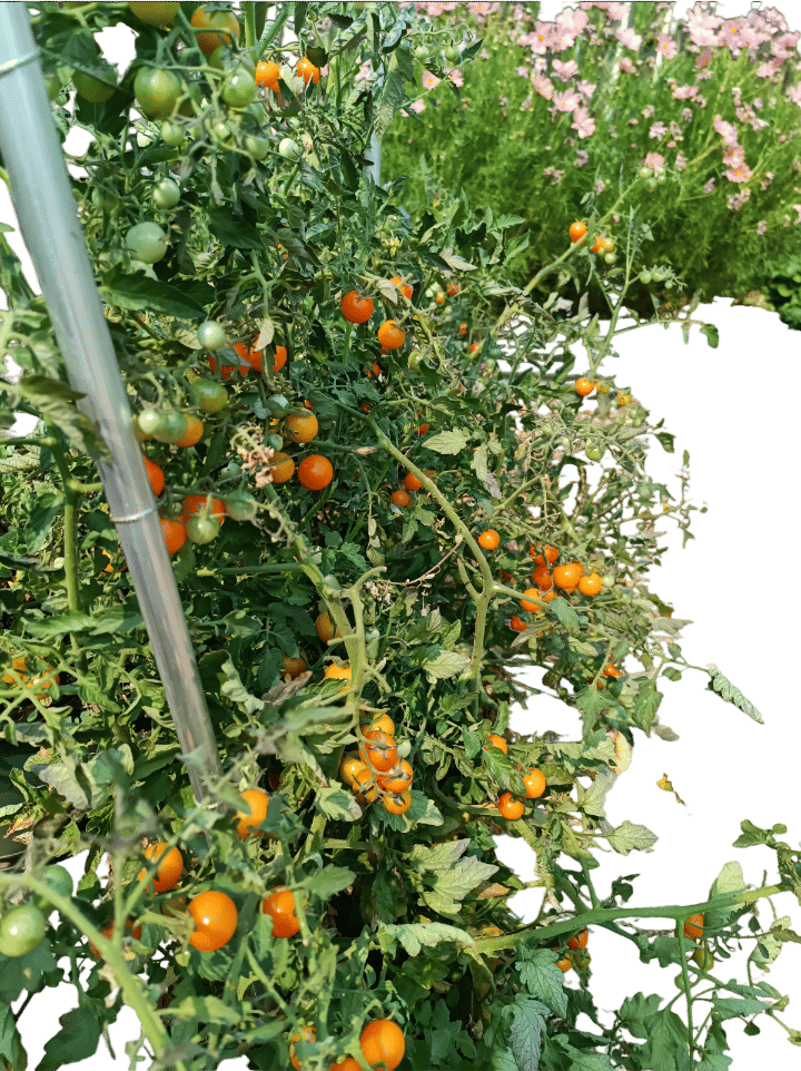 chaos gardening