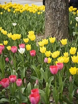 tulips