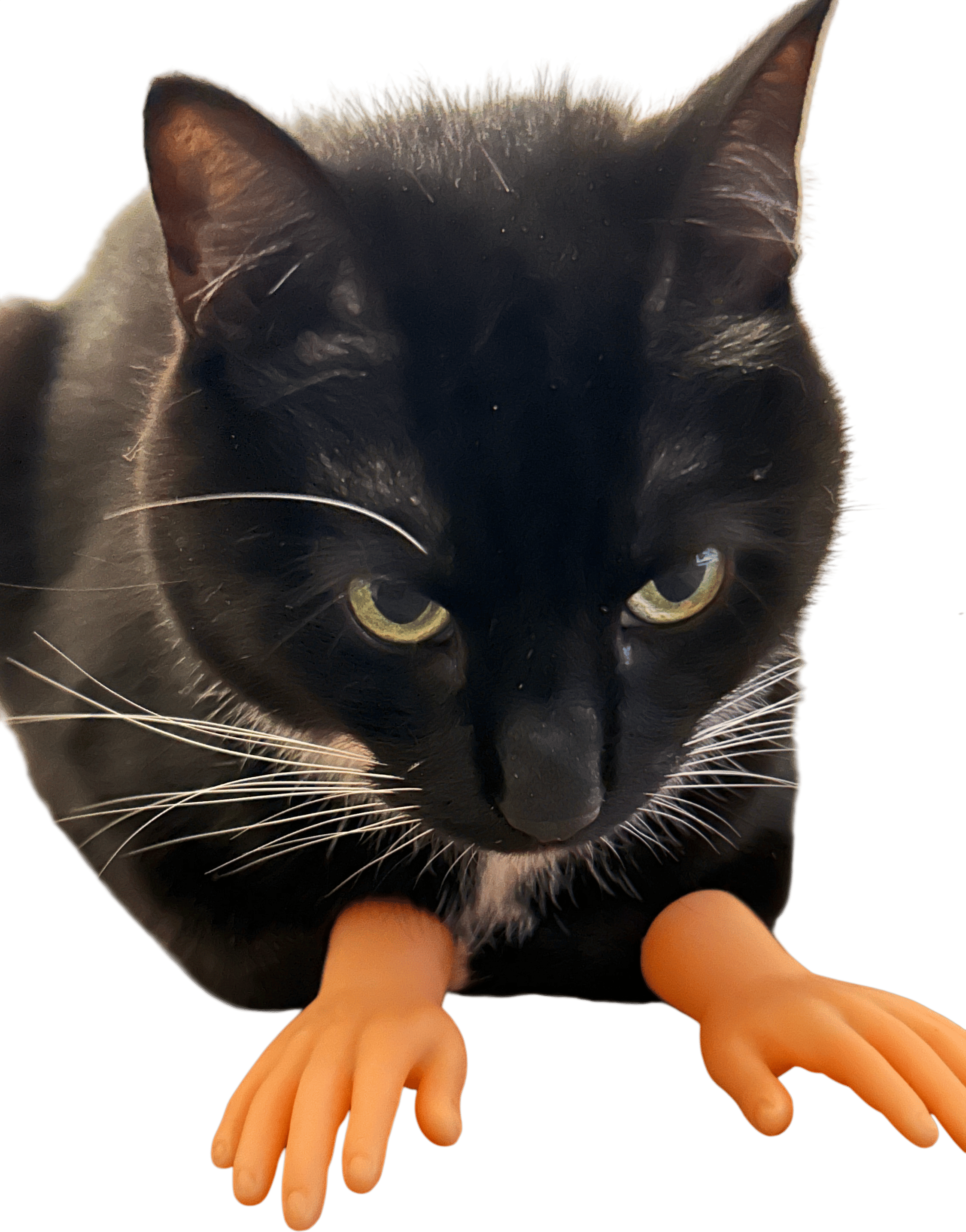 Embarrassing your cat