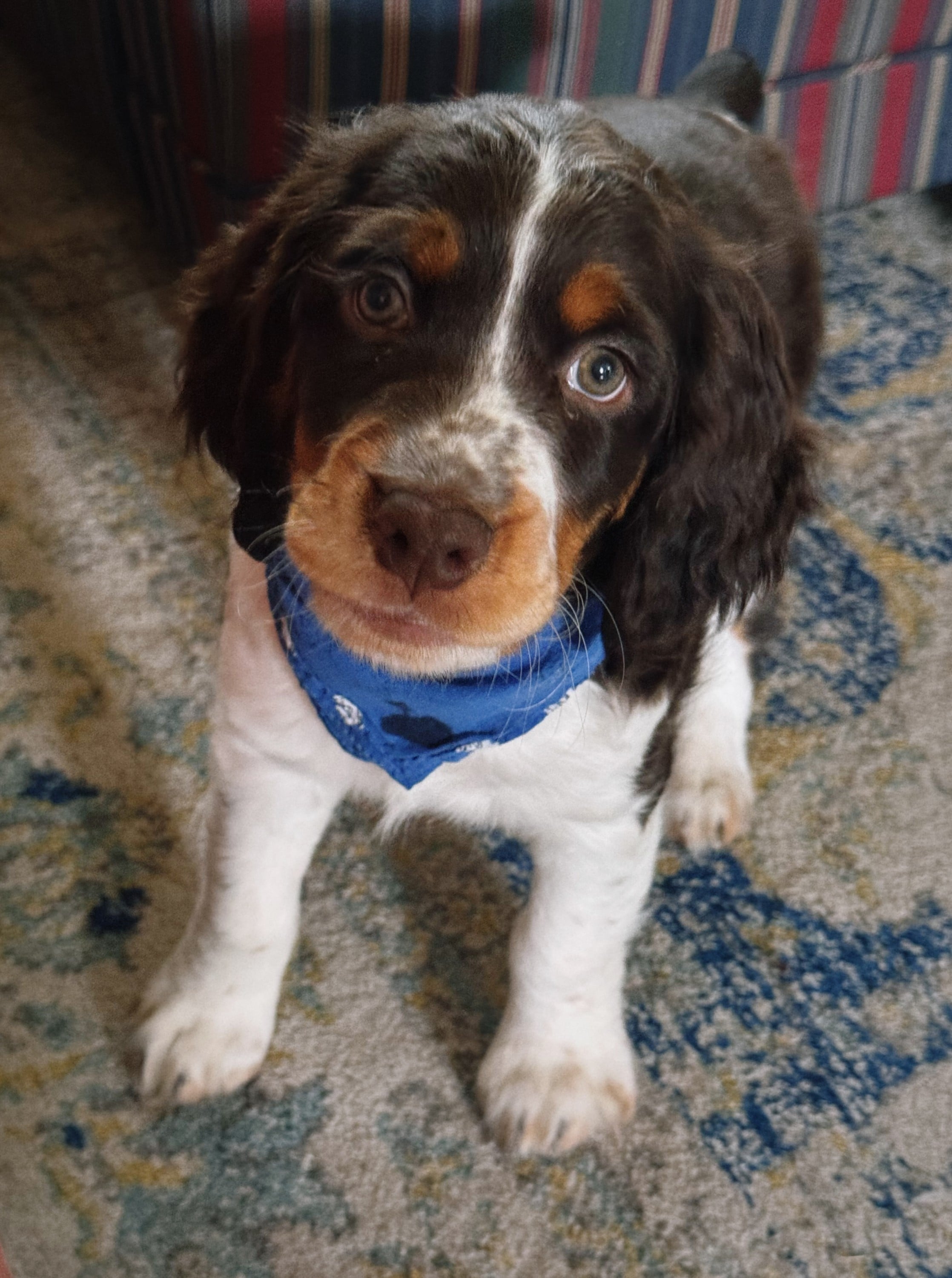 For the Pup