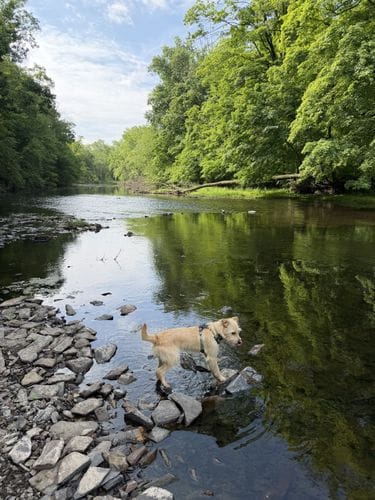 Take your dog for a swim in the creek
