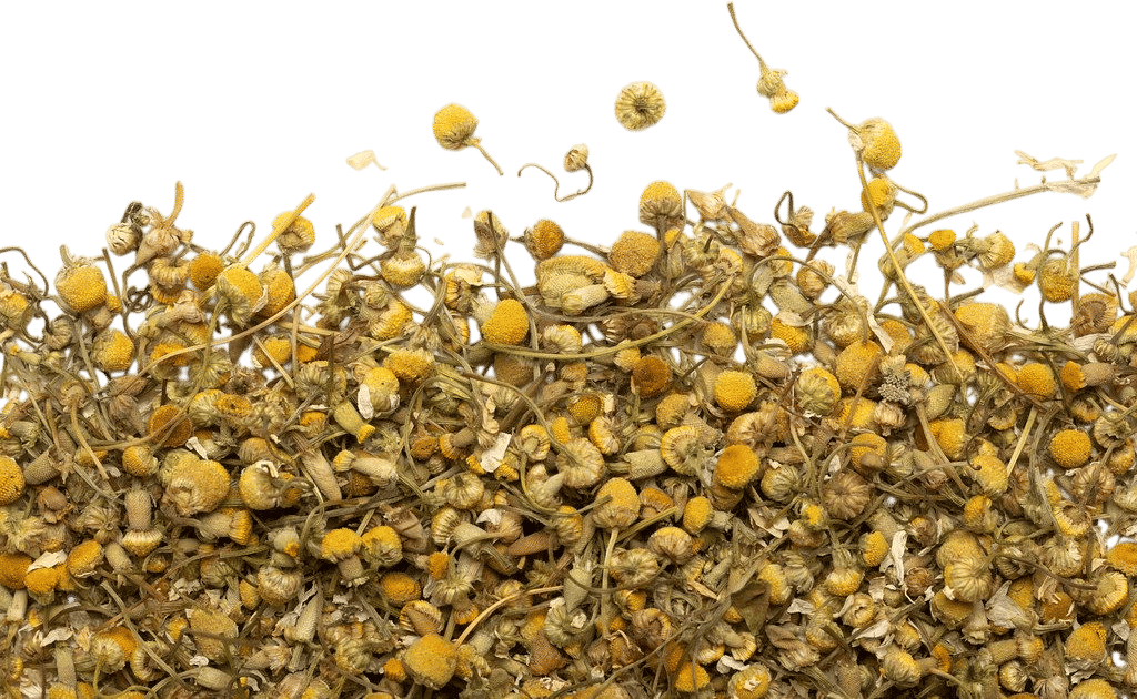 Camomille Biologique