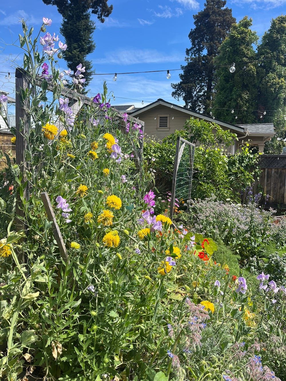 cultivating a "surprise garden"