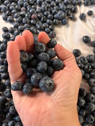 Eat Blueberries By the Handful