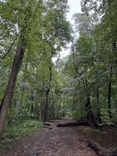 running in the rain - carpenter woods