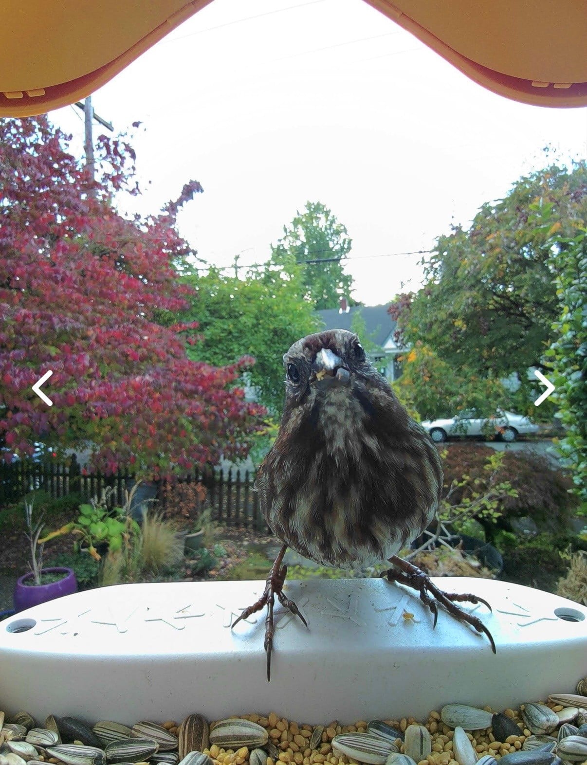 Bird Buddy. Spy on innocent birds and be entertained by their cute images and videos.