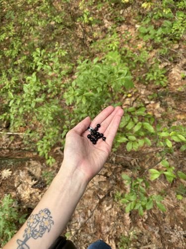 Hunting for Maine blueberries 🫐