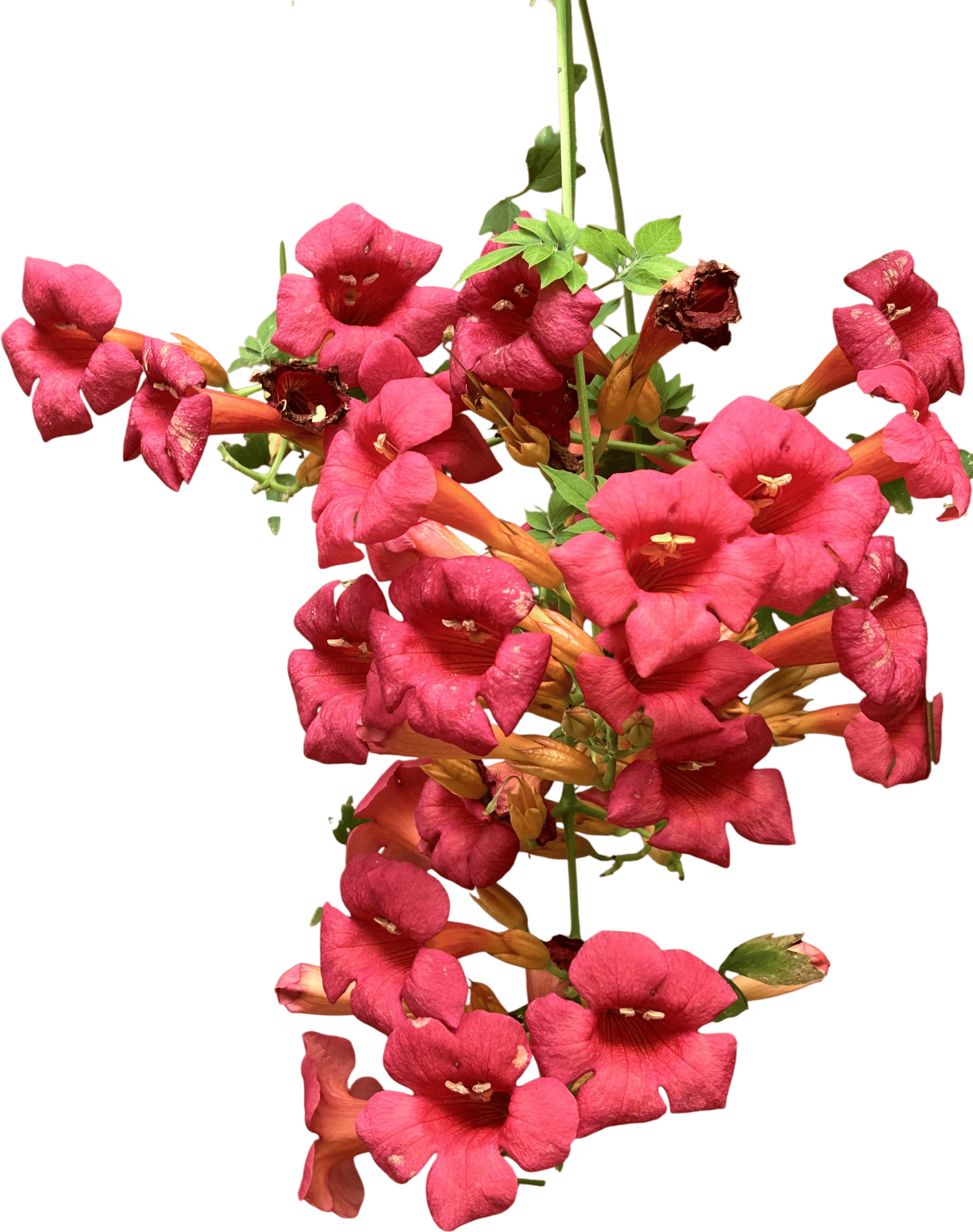 Trumpet Vine