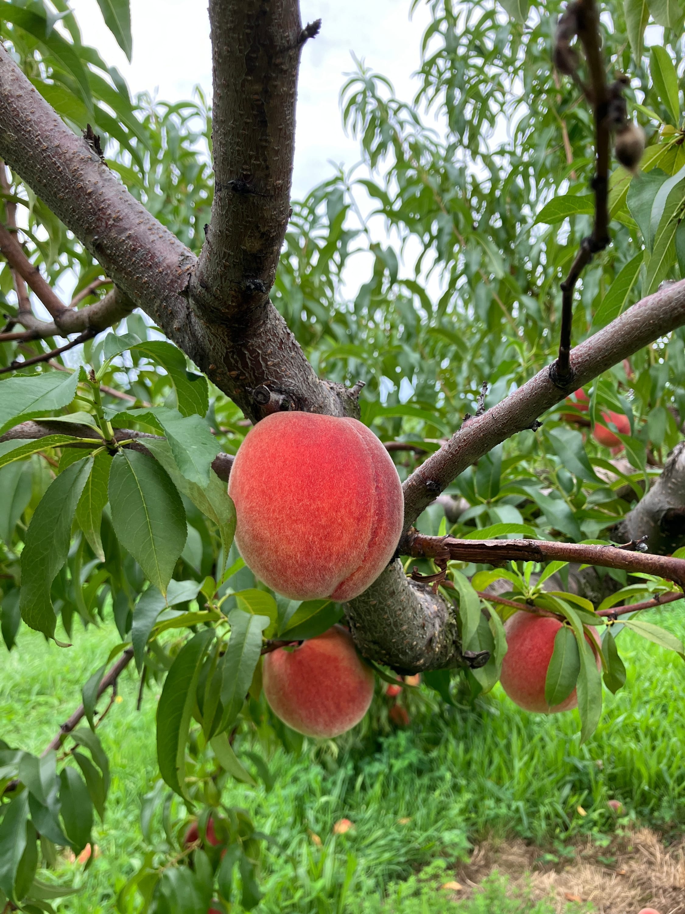 Peach picking @ park hill orchard