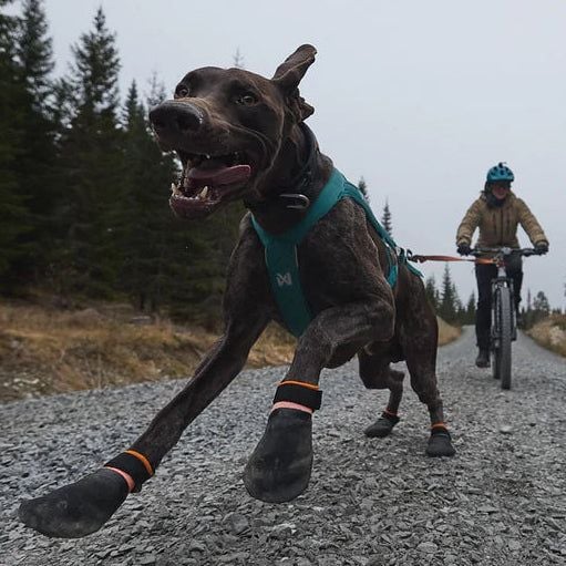 Non-Stop for active pups