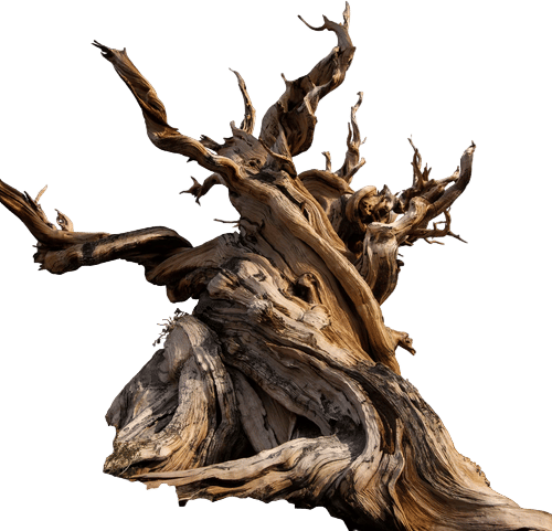 methuselah