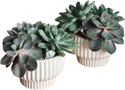 Succulent