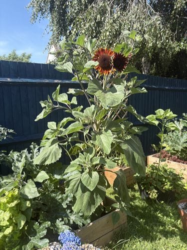 Hagrid, the massive sunflower