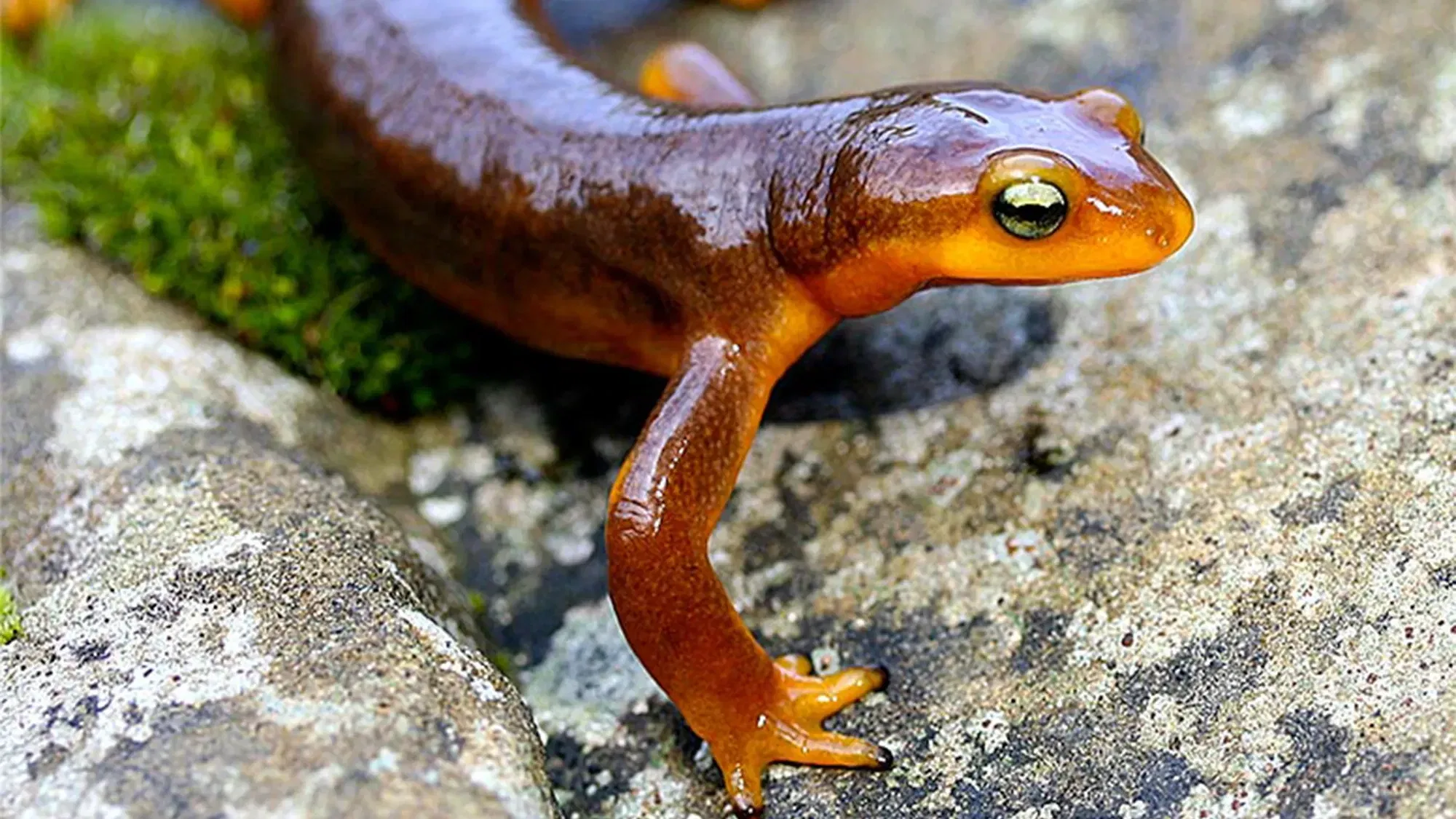 Newts