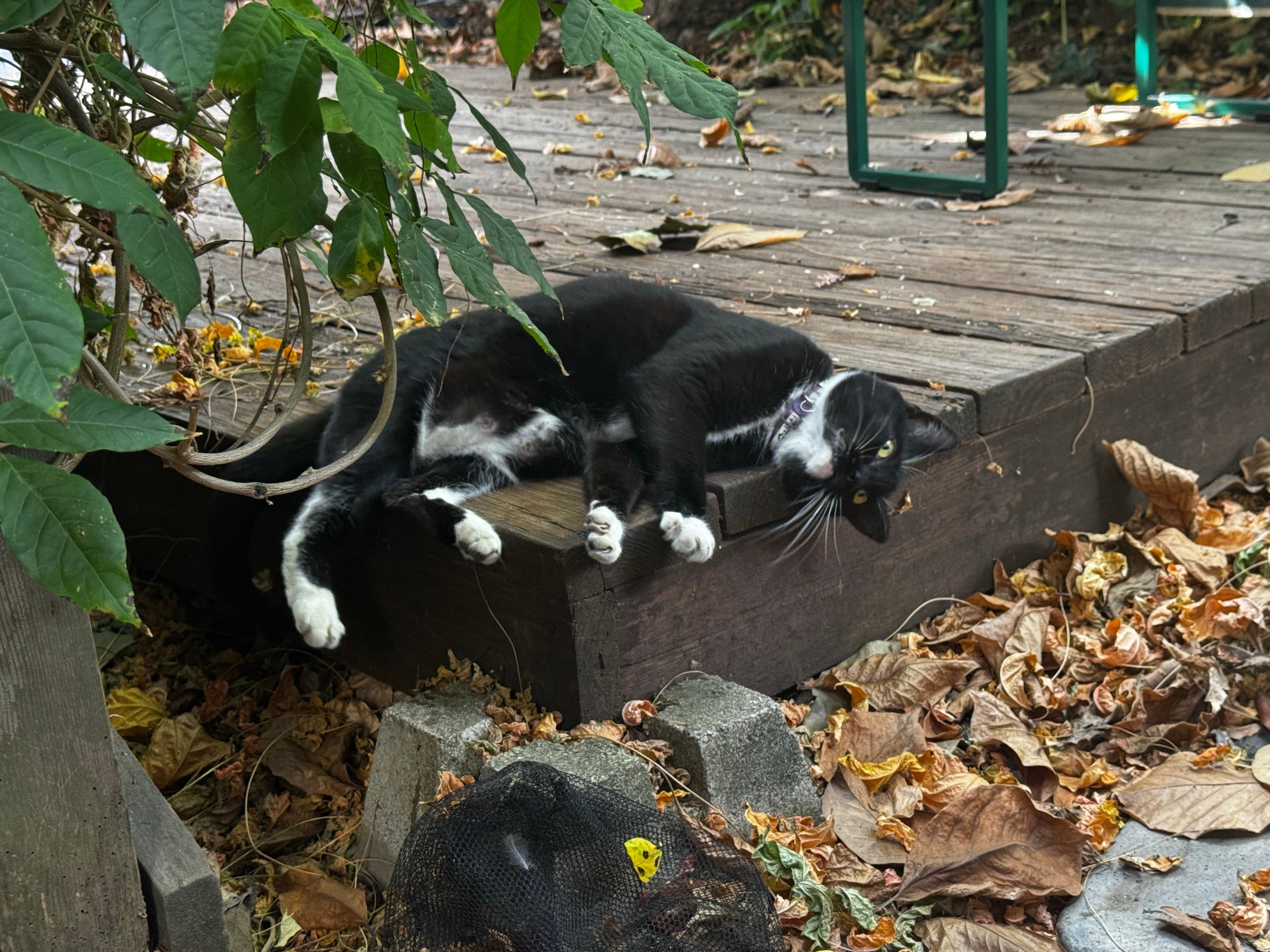 Neighborhood Cat