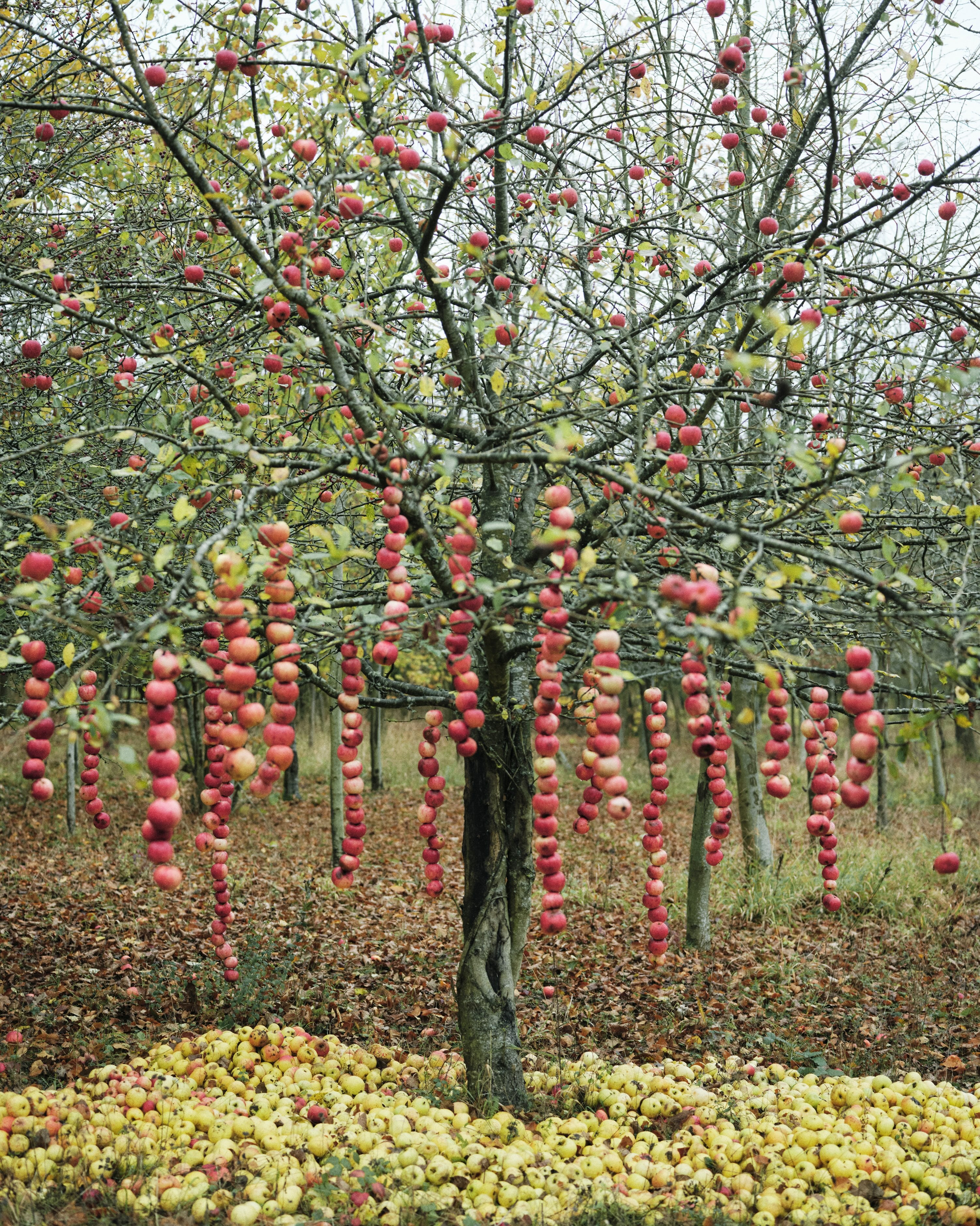 Hanging apples by Katie Smyth and Aloha Bonser-Shaw