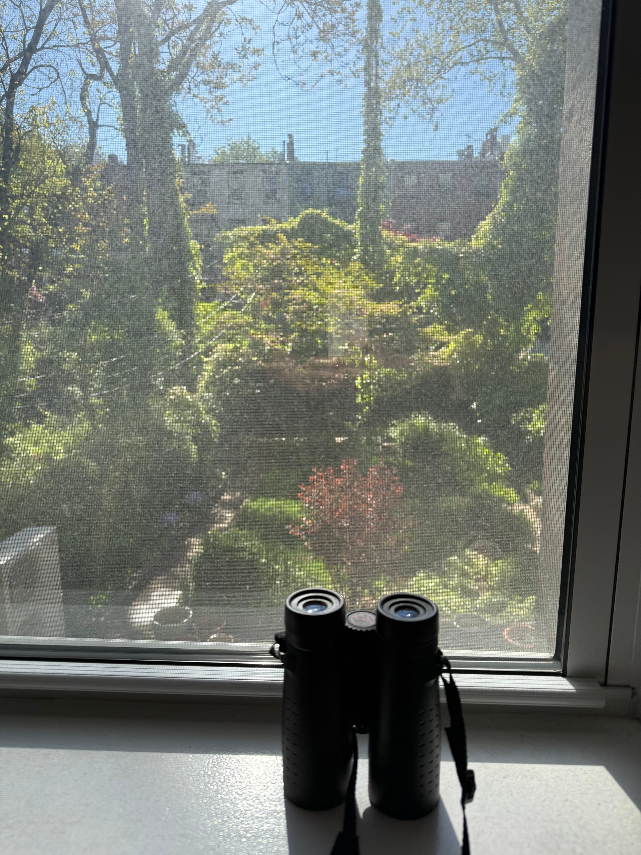 Backyard birding