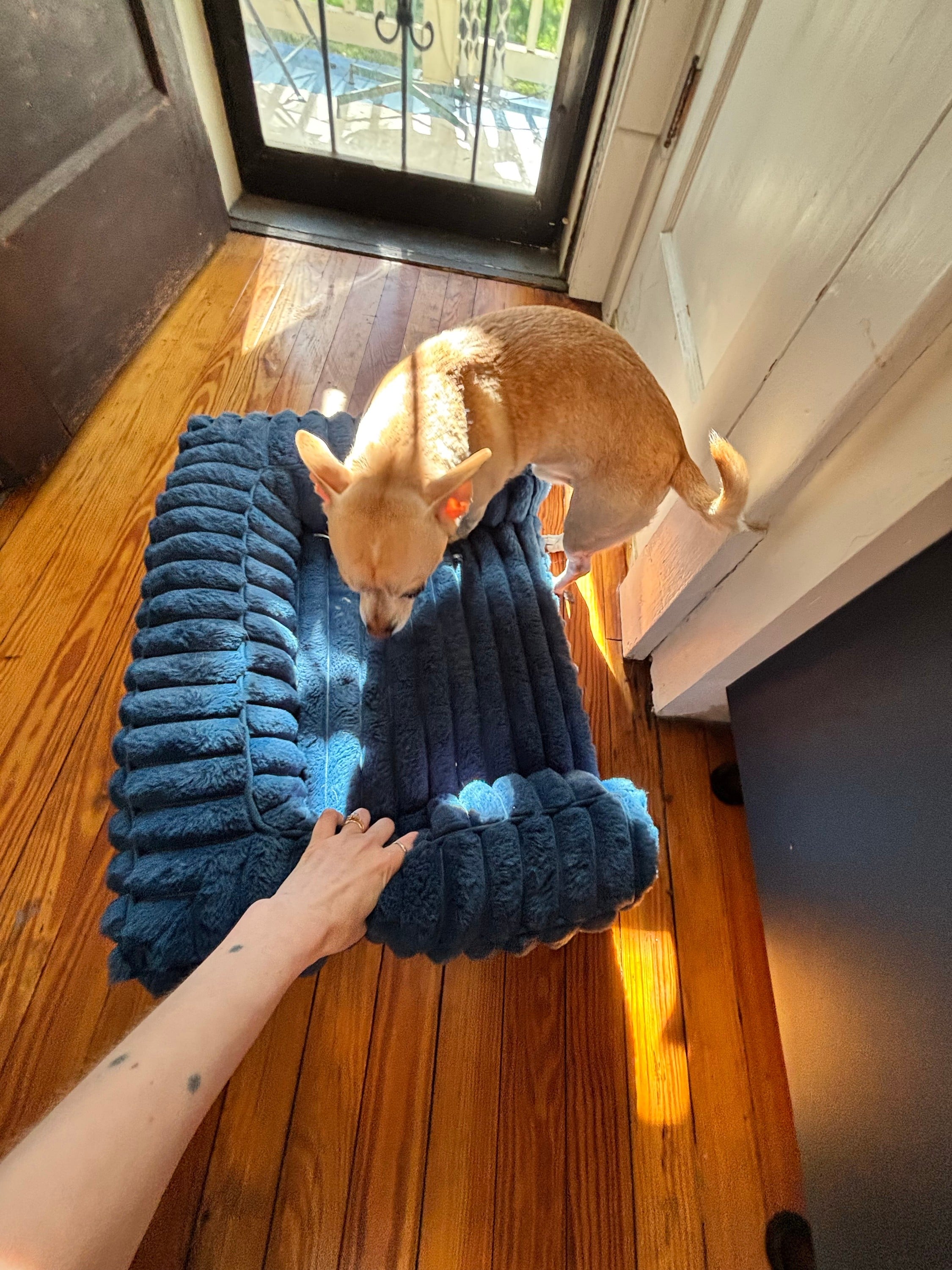 Moving my dog’s bed with the sun
