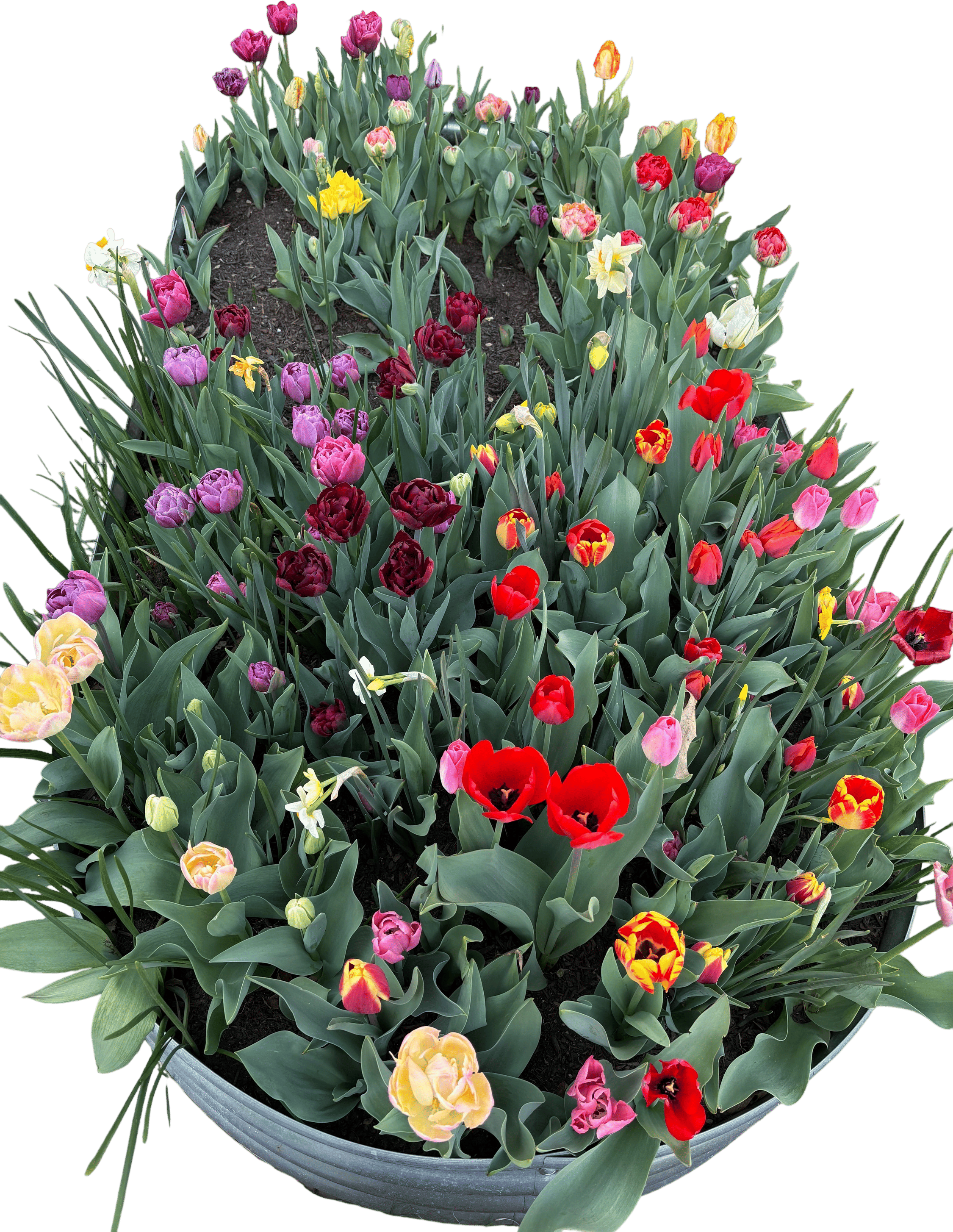 Treat Tulips as Annuals