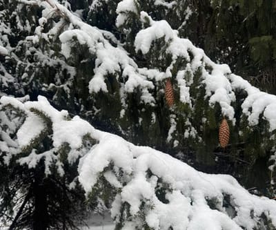 Pine