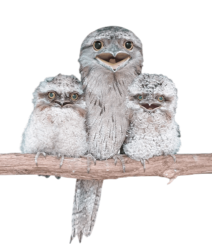 Tawny Frogmouth
