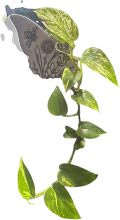 this pothos bella gave me