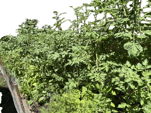 Let your tomatoes be ungovernable