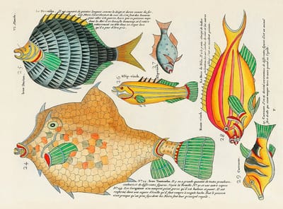Poissons, Ecrevisses et Crabes, de Diverses Couleurs et Figures Extraordinaires