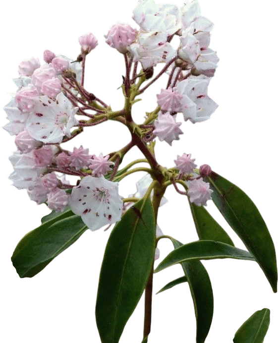 Mountain Laurel