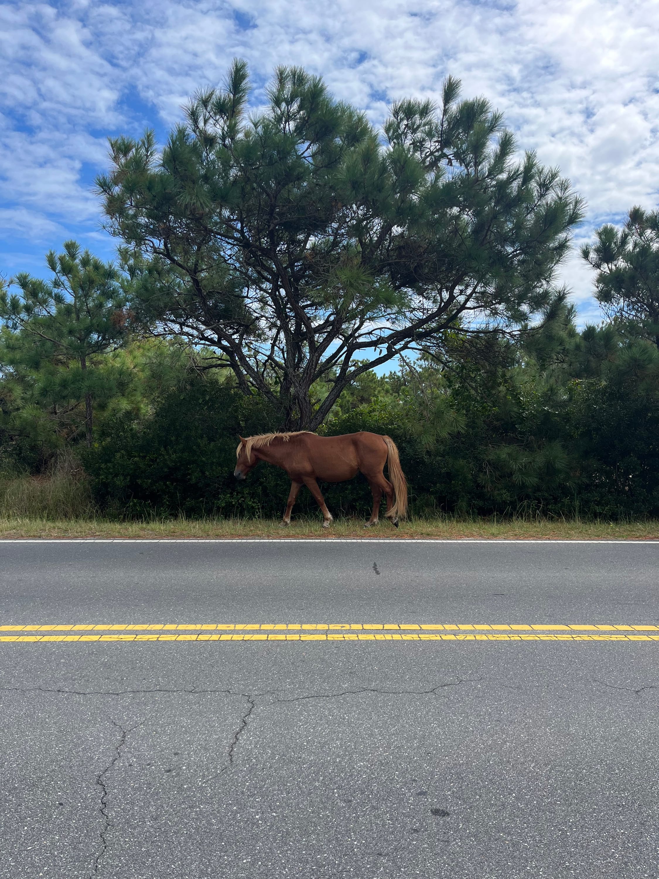 visit the ponies on assateague island