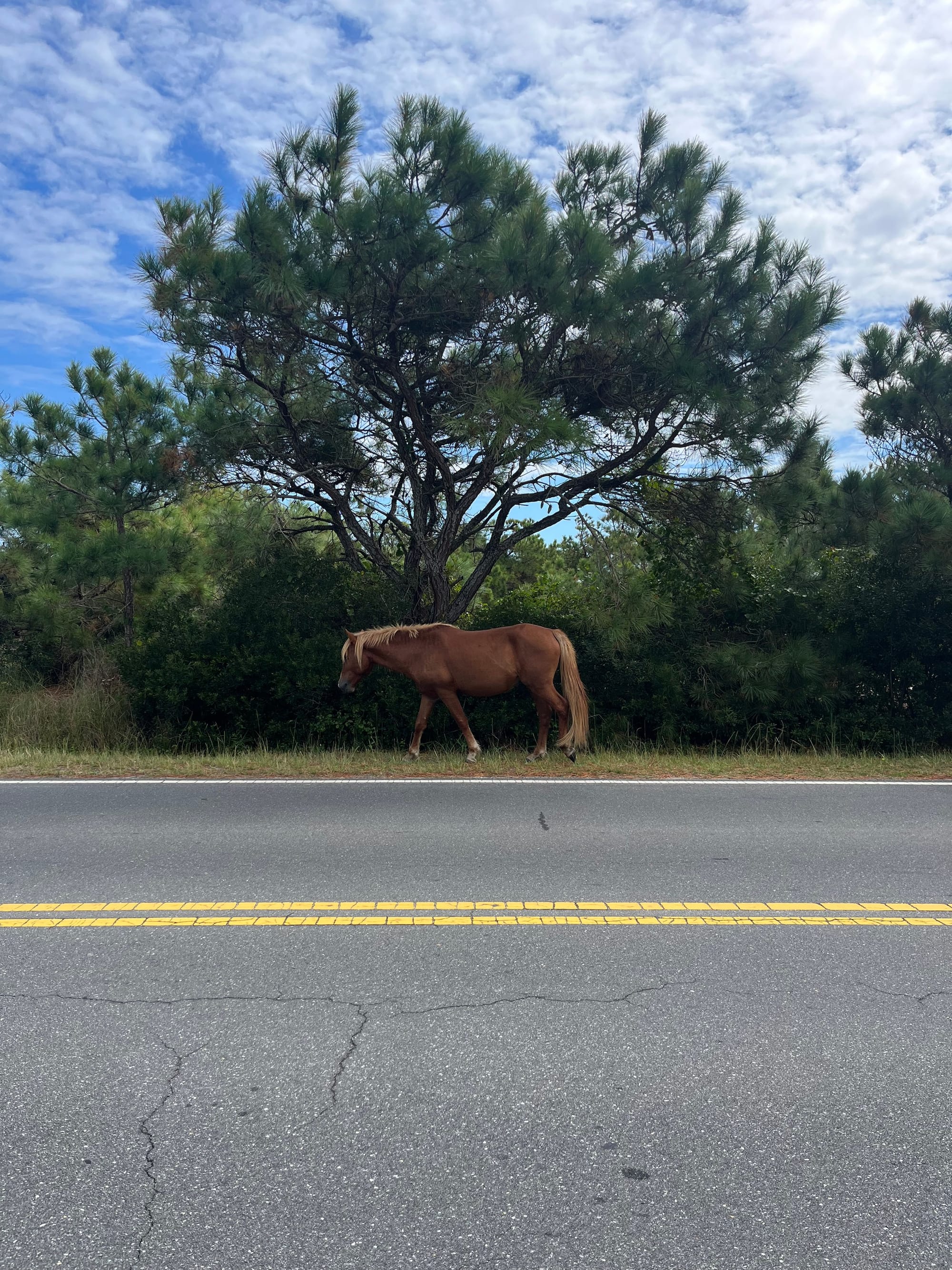 visit the ponies on assateague island