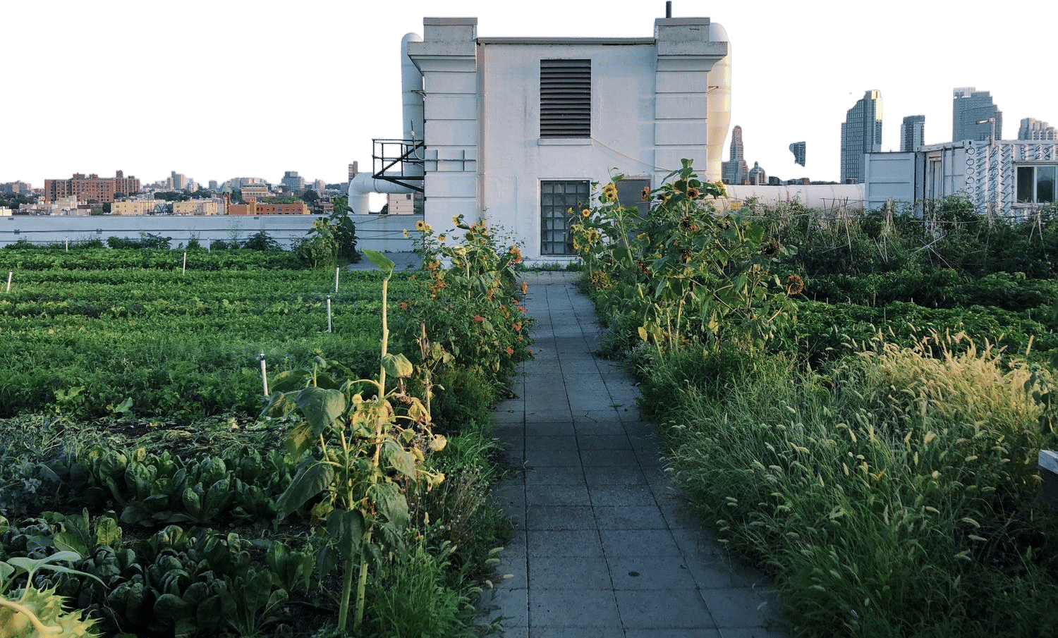 Brooklyn Grange